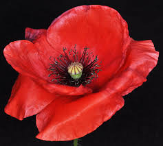 Image result for Papaver rhoeas