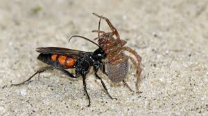 Attēlu rezultāti vaicājumam “Anoplius viaticus”