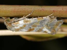 Attēlu rezultāti vaicājumam “Aethes margaritana”