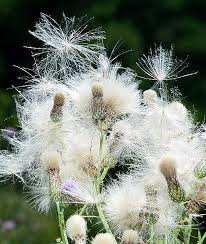 Attēlu rezultāti vaicājumam “Cirsium arvense fruit”