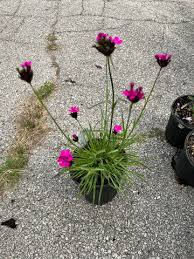 Image result for Dianthus carthusianorum