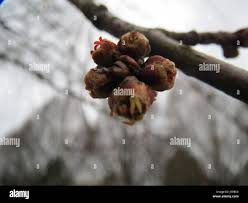 Attēlu rezultāti vaicājumam “Acer saccharinum bud”
