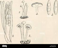 Attēlu rezultāti vaicājumam “Cudoniella acicularis”