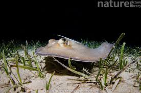 Image result for Hypanus americanus