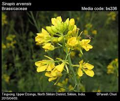 Attēlu rezultāti vaicājumam “Sinapis arvensis”