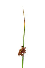 Attēlu rezultāti vaicājumam “Juncus gerardii flower”