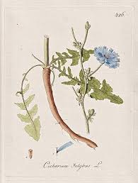 Image result for Zichorie