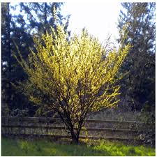 Attēlu rezultāti vaicājumam “Hamamelis”