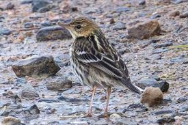 Image result for Anthus gustavi