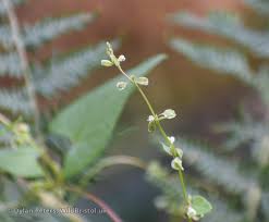 Attēlu rezultāti vaicājumam “Fallopia dumetorum fruit”