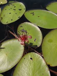 Attēlu rezultāti vaicājumam “Nymphaeaceae”