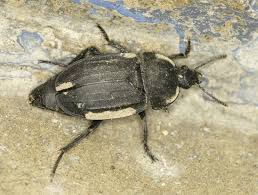 Attēlu rezultāti vaicājumam “Silpha obscura”