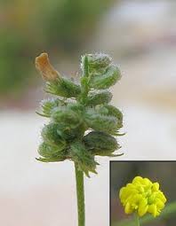 Attēlu rezultāti vaicājumam “Medicago lupulina flower”