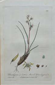 Attēlu rezultāti vaicājumam “Scheuchzeria palustris fruit”