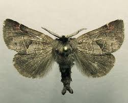 Attēlu rezultāti vaicājumam “Clostera pigra”