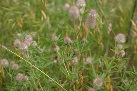 Attēlu rezultāti vaicājumam “Trifolium arvense fruit”