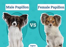 Image result for papillon