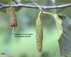 Attēlu rezultāti vaicājumam “Betula alleghaniensis fruit”