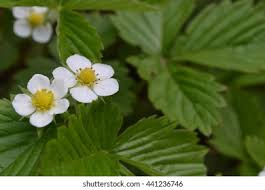 Attēlu rezultāti vaicājumam “Fragaria viridis leaf”
