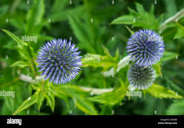 Attēlu rezultāti vaicājumam “Echinops sphaerocephalus flower”