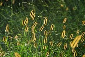Attēlu rezultāti vaicājumam “Setaria glauca”