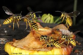 Attēlu rezultāti vaicājumam “Vespula germanica”