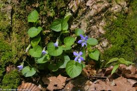 Attēlu rezultāti vaicājumam “Viola riviniana”