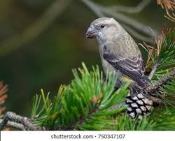 Attēlu rezultāti vaicājumam “Loxia pytyopsittacus”