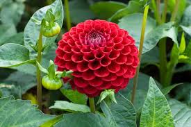Image result for Dahlia x pinnata `Pompon Lilliput`