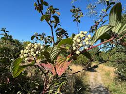 Attēlu rezultāti vaicājumam “Cornus sericea fruit”