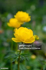 Attēlu rezultāti vaicājumam “Trollius europaeus flower”