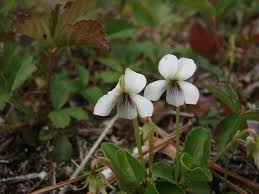 Attēlu rezultāti vaicājumam “Viola epipsila leaf”