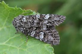 Attēlu rezultāti vaicājumam “Papestra biren”