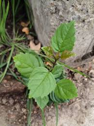 Attēlu rezultāti vaicājumam “Fraxinus excelsior Pendula bud”