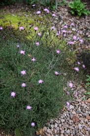 Attēlu rezultāti vaicājumam “Serratula tinctoria flower”