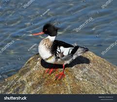 Attēlu rezultāti vaicājumam “Mergus serrator”