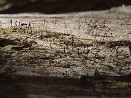 Attēlu rezultāti vaicājumam “Calicium viride”