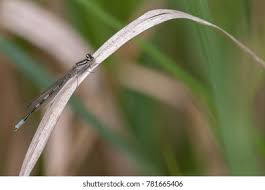 Attēlu rezultāti vaicājumam “Coenagrion armatum male”