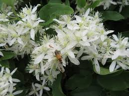 Attēlu rezultāti vaicājumam “Ranunculaceae”