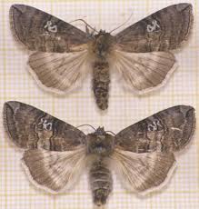 Attēlu rezultāti vaicājumam “Tethea or”