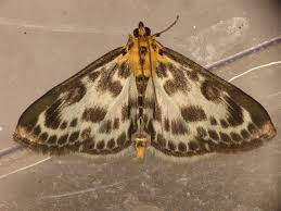 Attēlu rezultāti vaicājumam “Anania hortulata”