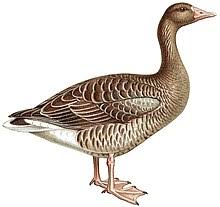 Attēlu rezultāti vaicājumam “Anser anser juvenile”