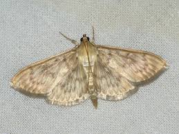 Attēlu rezultāti vaicājumam “Pleuroptya ruralis”