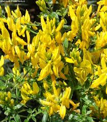 Image result for Genista tinctoria
