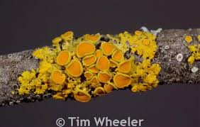 Attēlu rezultāti vaicājumam “Xanthoria polycarpa”