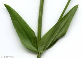 Attēlu rezultāti vaicājumam “Centaurium erythraea leaf”