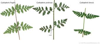 Attēlu rezultāti vaicājumam “Cystopteris fragilis”
