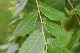 Attēlu rezultāti vaicājumam “Juglans x sinensis leaf”