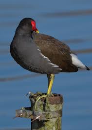 Attēlu rezultāti vaicājumam “Gallinula chloropus”