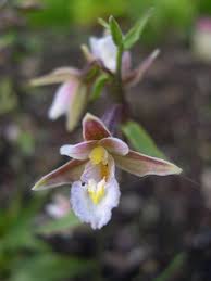 Attēlu rezultāti vaicājumam “Epipactis palustris”